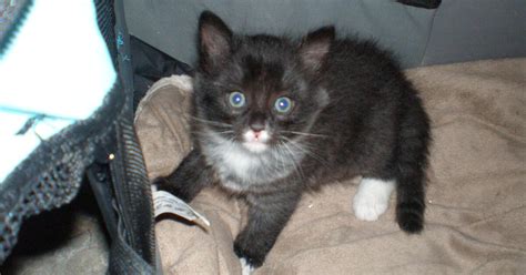 free kittens las vegas nv|kittens for sale las vegas.